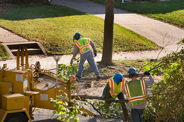 Best Lawn Irrigation Installation and Maintenance  in Radium Springs, NM